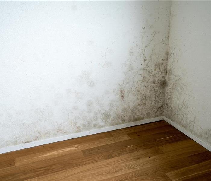 Mold Inside Vacant Bronxville, NY Home Before